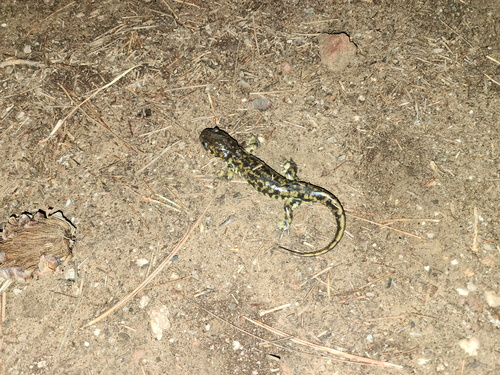 Western Tiger Salamander observed by patty_campbell