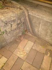 Duttaphrynus melanostictus