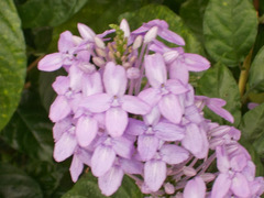 Pseuderanthemum graciliflorum
