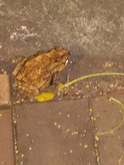 Duttaphrynus melanostictus