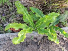 Veltheimia bracteata