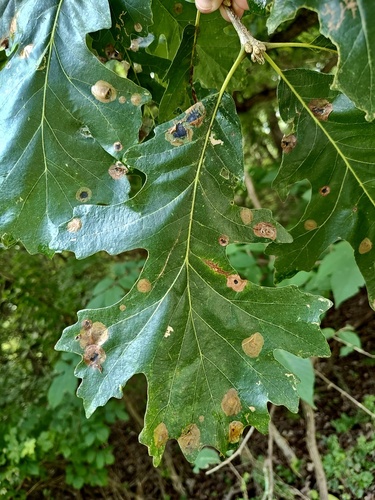Apiognomonia errabunda, 2026-07-17