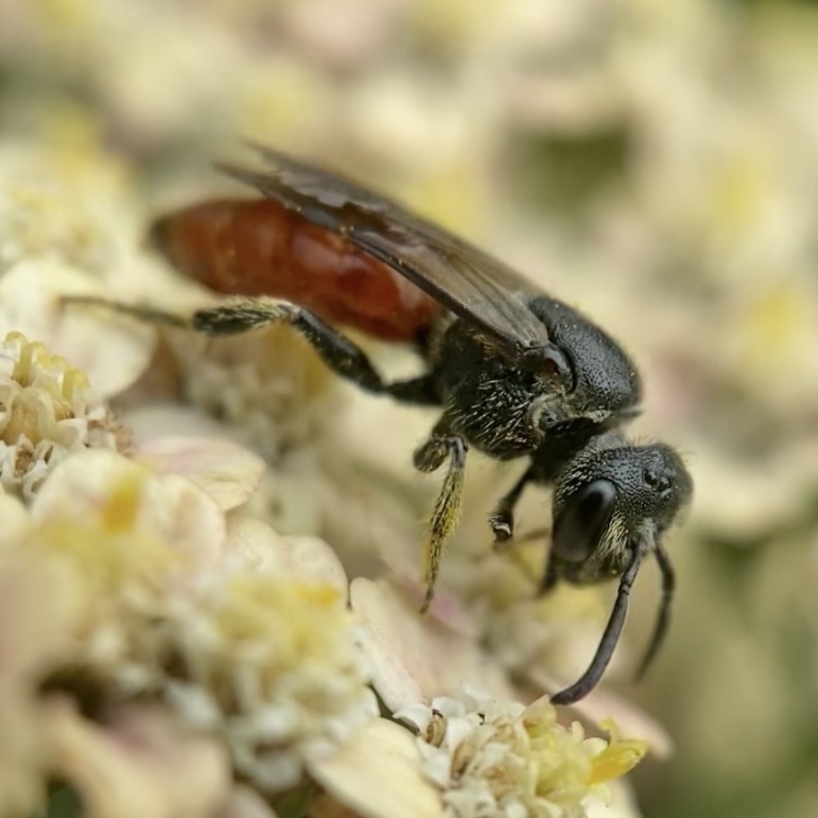 Scalloped Cuckoo Sweat Bee