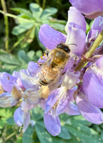 iNaturalist observation photo of Western Honey Bee