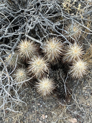 Echinocereus engelmannii engelmannii