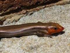 Plestiodon