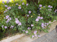 Pseuderanthemum graciliflorum