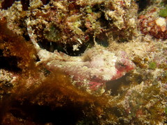 Synchiropus bartelsi