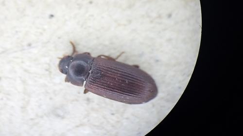 Larger Black Flour Beetle