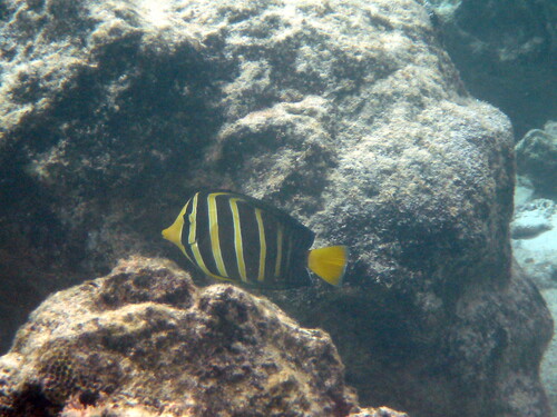 Sailfin tang