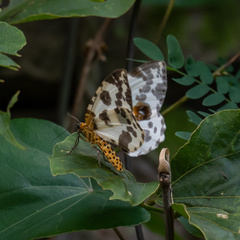 Abraxas amicula-illuminata