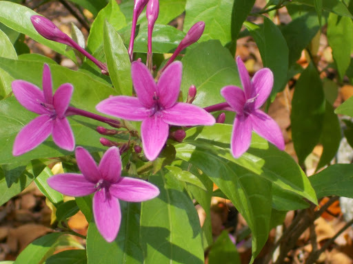 Pseuderanthemum laxiflorum