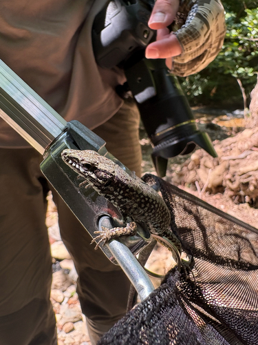 Podarcis muralis muralis
