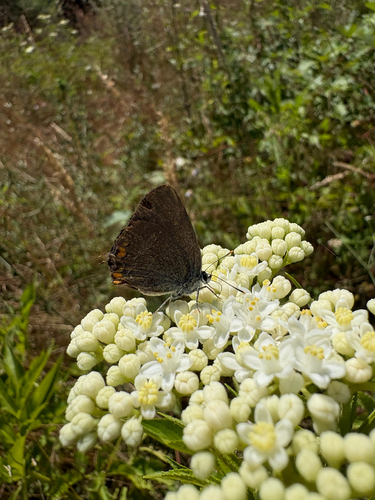 Sloe Hairstreak