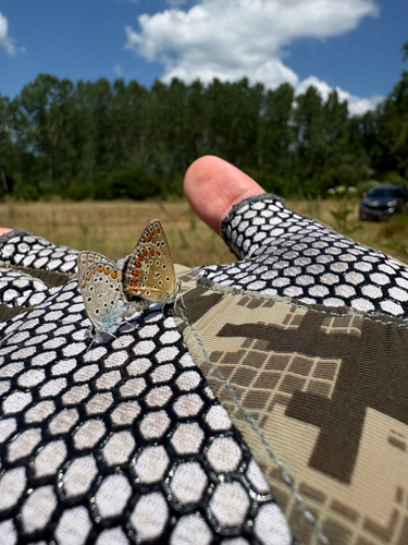 Common Blue