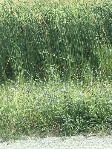 chicory