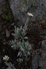 Antennaria lanata