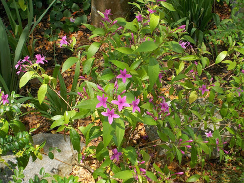 Pseuderanthemum laxiflorum