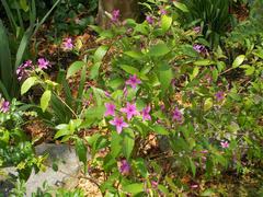Pseuderanthemum laxiflorum
