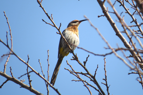 iNaturalist image
