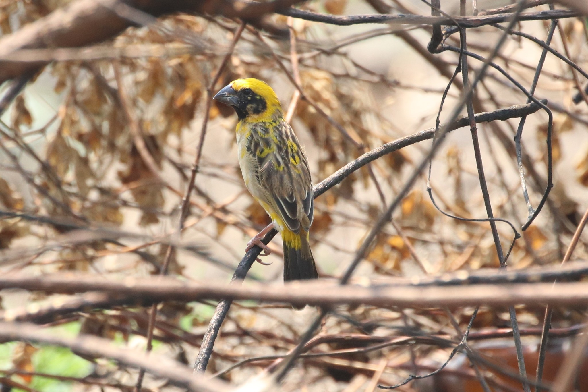 Asian Golden Weaver