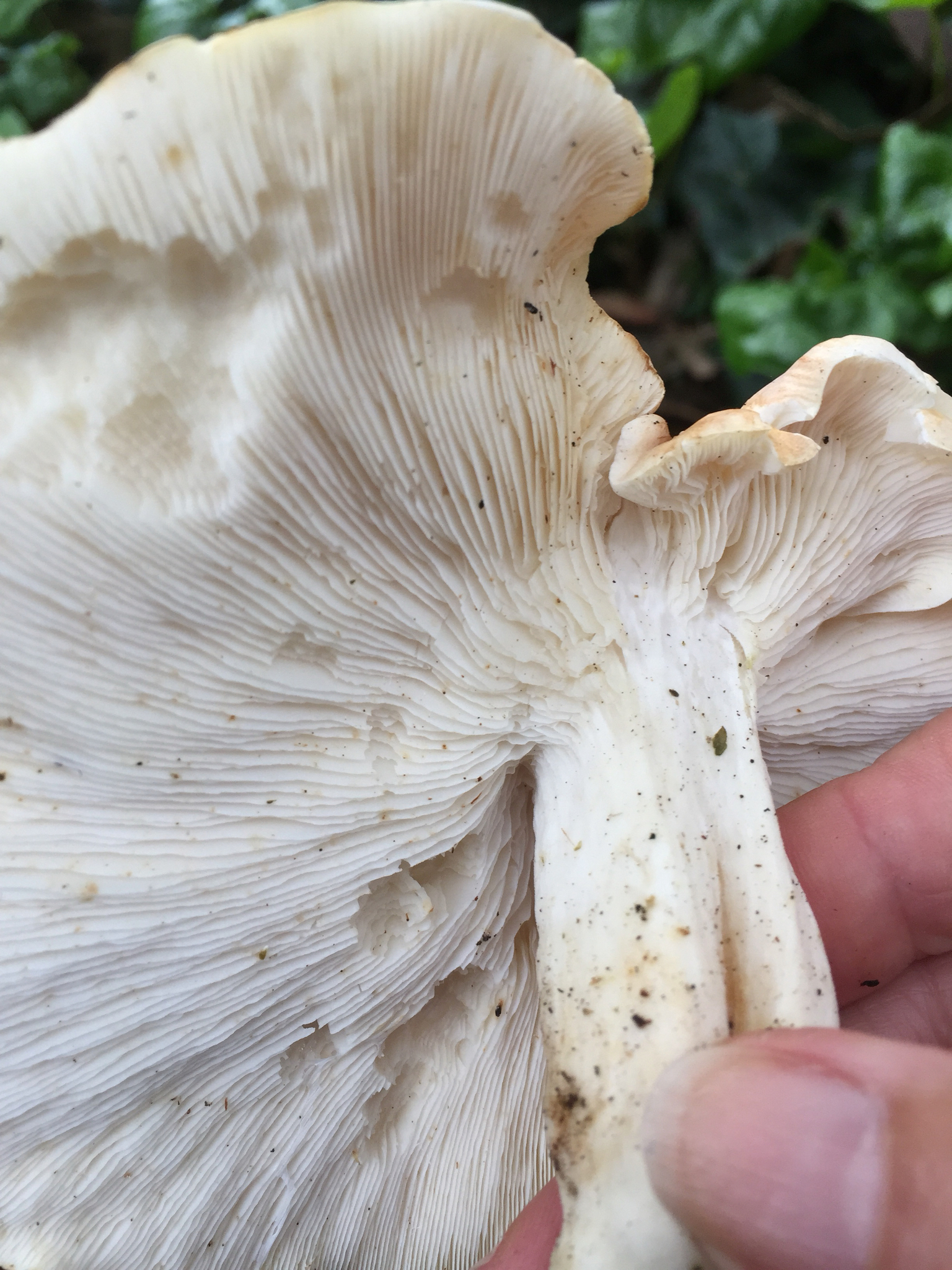 Leucopaxillus gentianeus image