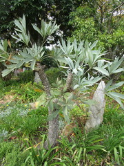 Cussonia paniculata paniculata