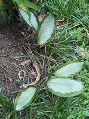Goeppertia picturata