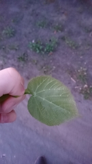 Tilia platyphyllos