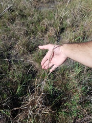 Andropogon virginicus