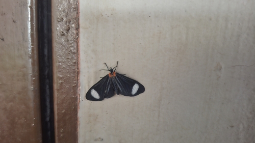 Hyalurga syma