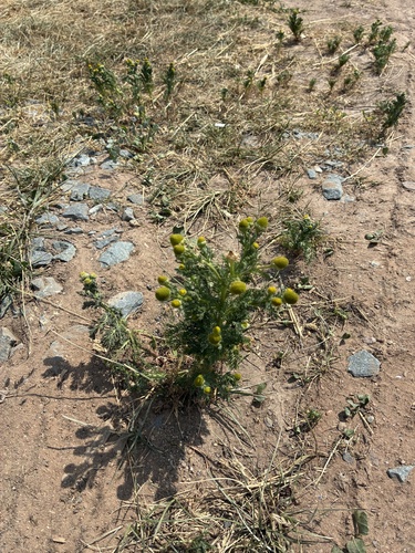 pineapple-weed