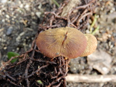 Heimiomyces atrofulvus