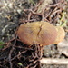 Heimiomyces atrofulvus - Photo (c) Grey Smith, some rights reserved (CC BY), uploaded by Grey Smith