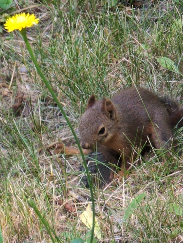 Douglas's Squirrel observed by k-rosamond