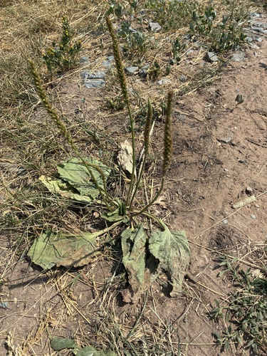greater plantain