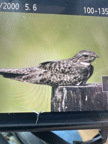 Common Nighthawk observed by austinbwood
