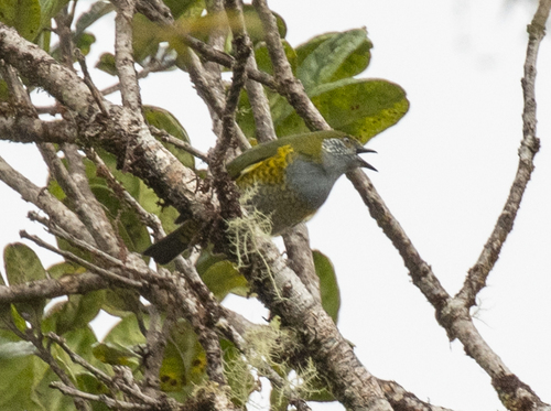 Tit Berrypecker (Oreocharis arfaki), photo 8