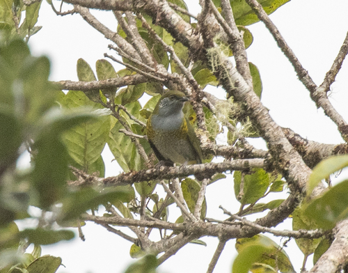 Tit Berrypecker (Oreocharis arfaki), photo 7