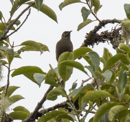 Black-throated Honeyeater (Caligavis subfrenata)