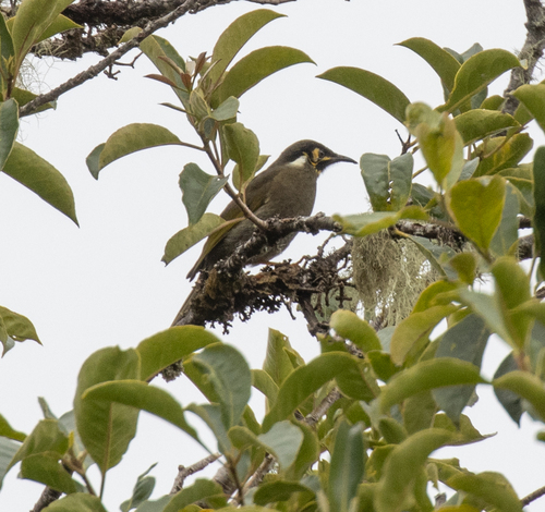 Black-throated Honeyeater (Caligavis subfrenata), photo 2