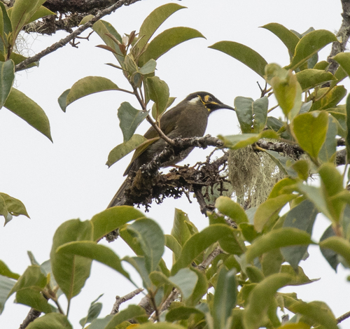 Black-throated Honeyeater (Caligavis subfrenata), photo 3