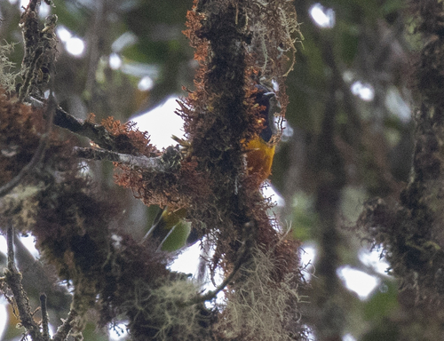 Tit Berrypecker (Oreocharis arfaki), photo 1