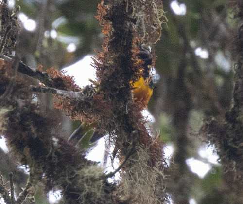 Tit Berrypecker (Oreocharis arfaki), photo 2