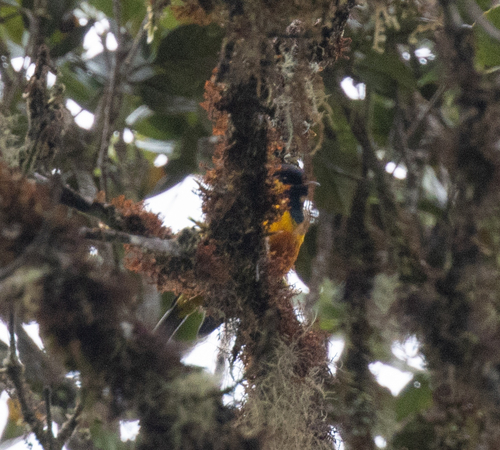 Tit Berrypecker (Oreocharis arfaki), photo 4