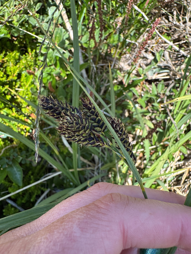 Carex atrata, photograph 4