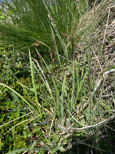 Carex atrata, photograph 3