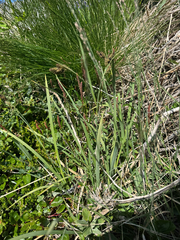 Carex atrata, photograph (c) Ida B D Jacobsen, some rights reserved (CC BY)