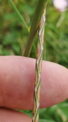 Elionurus tripsacoides