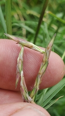 Elionurus tripsacoides